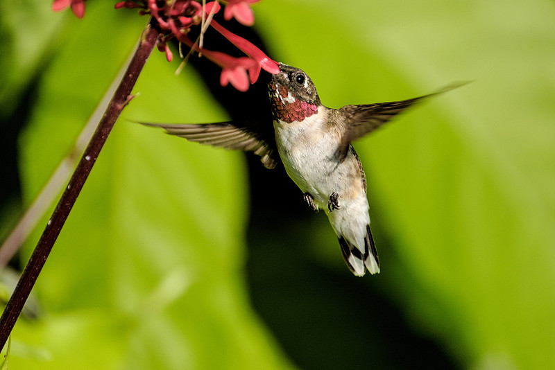 Ruby Throated Hummingbird