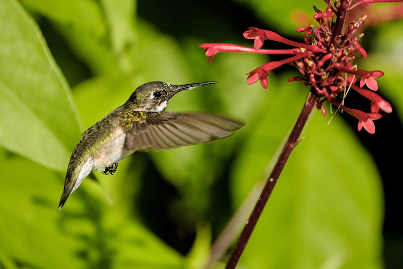 Ruby Throated Hummingbird