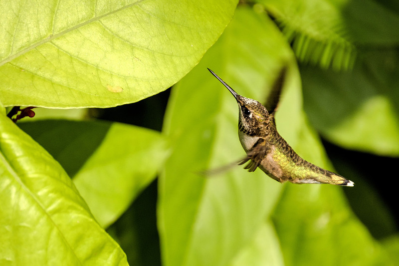 Ruby Throated Hummingbird