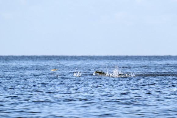 Fairhope Photographer