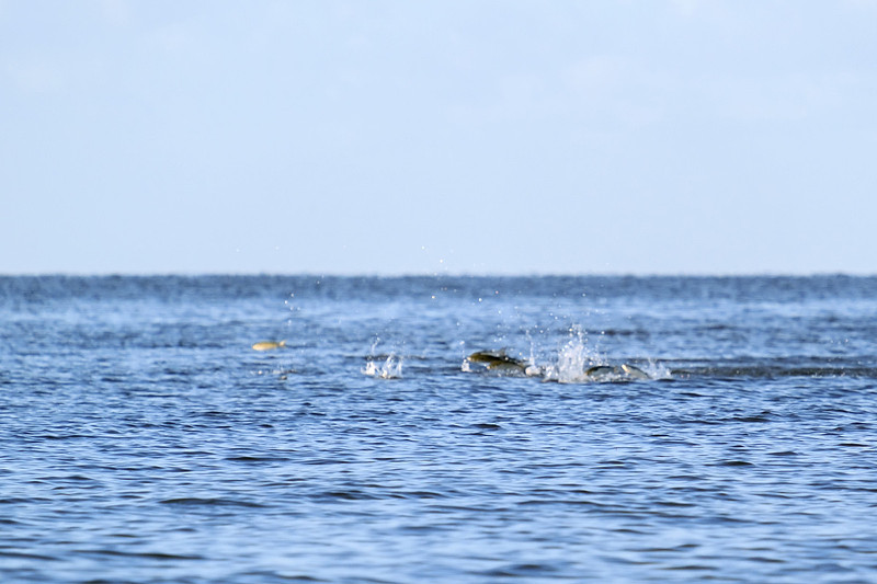 Fairhope Photographer
