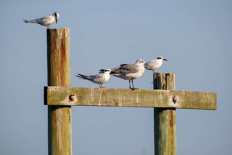 Fairhope Photographer