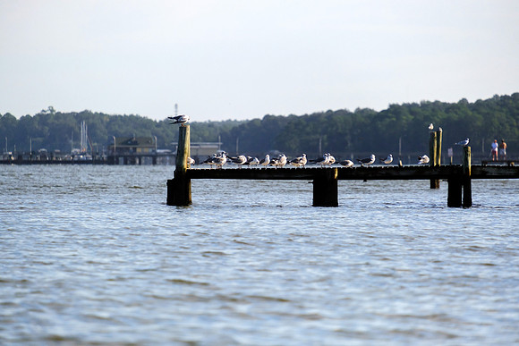 Fairhope Photographer