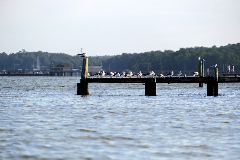 Fairhope Photographer