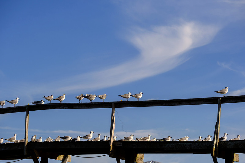 Fairhope Photographer