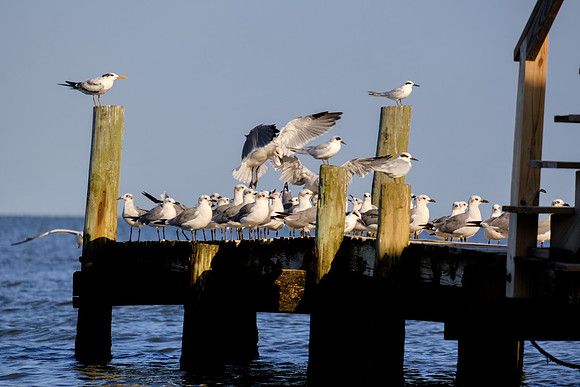 Fairhope Photographer