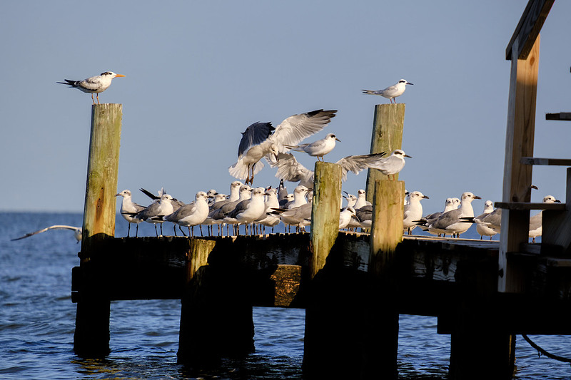 Fairhope Photographer