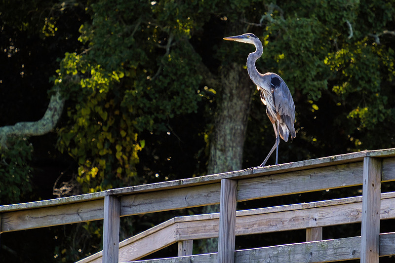 Fairhope Photographer