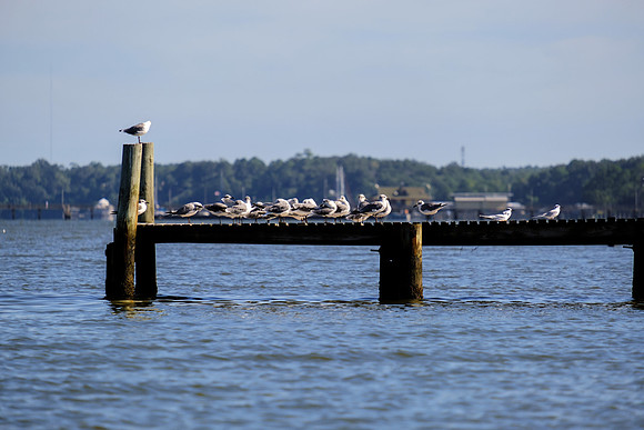 Fairhope Photographer