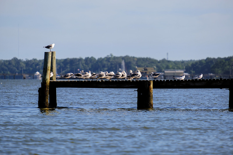 Fairhope Photographer