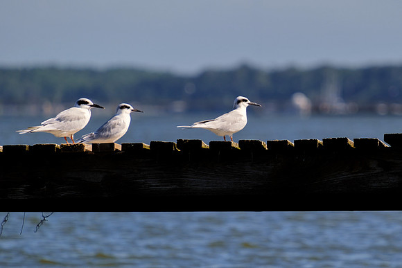 Fairhope Photographer