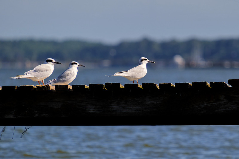 Fairhope Photographer