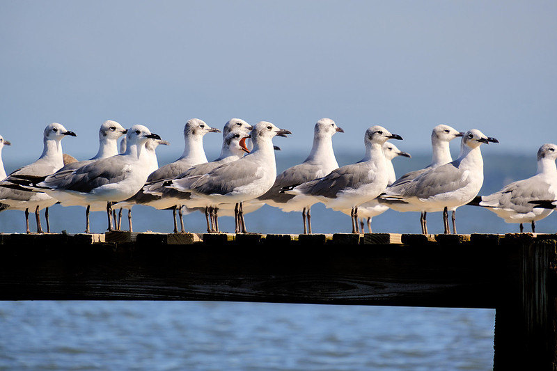Fairhope Photographer