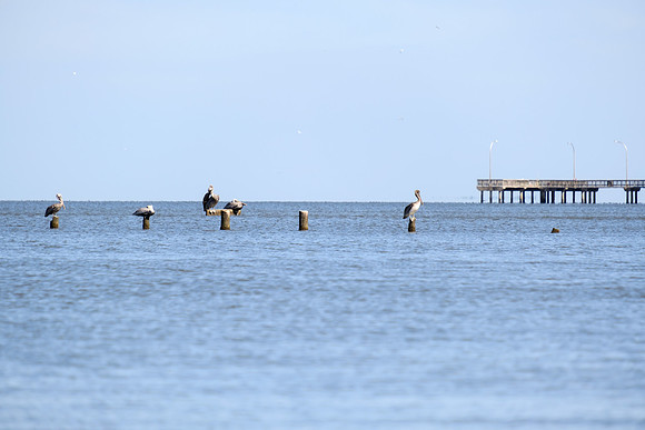 Fairhope Photographer