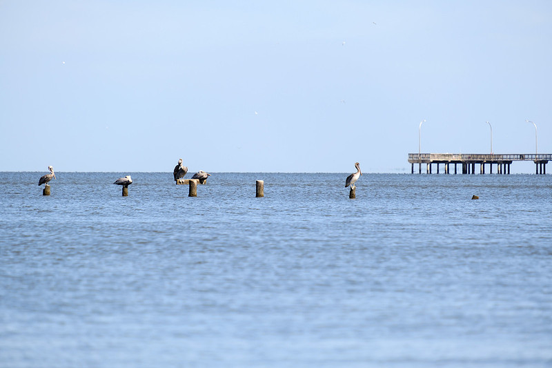 Fairhope Photographer
