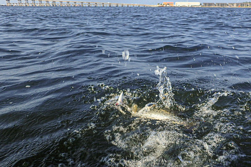 Speckled Trout in Gulf Breeze