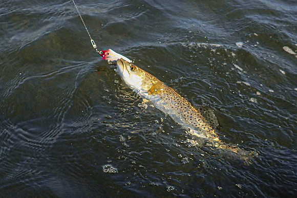 Speckled Trout in Gulf Breeze