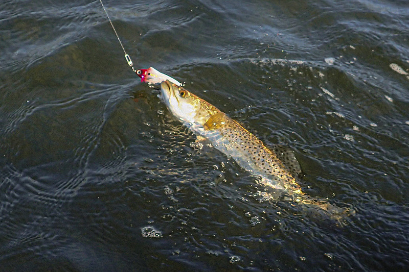 Speckled Trout in Gulf Breeze