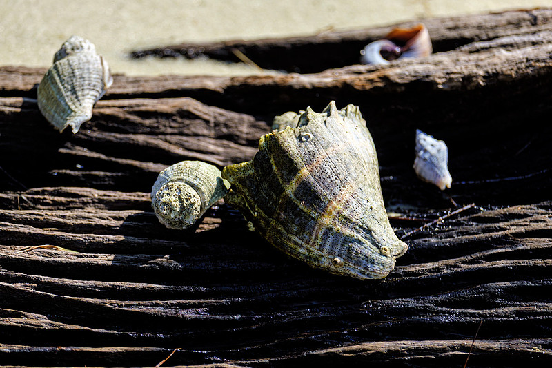 Sea Shells in Gulf Breeze