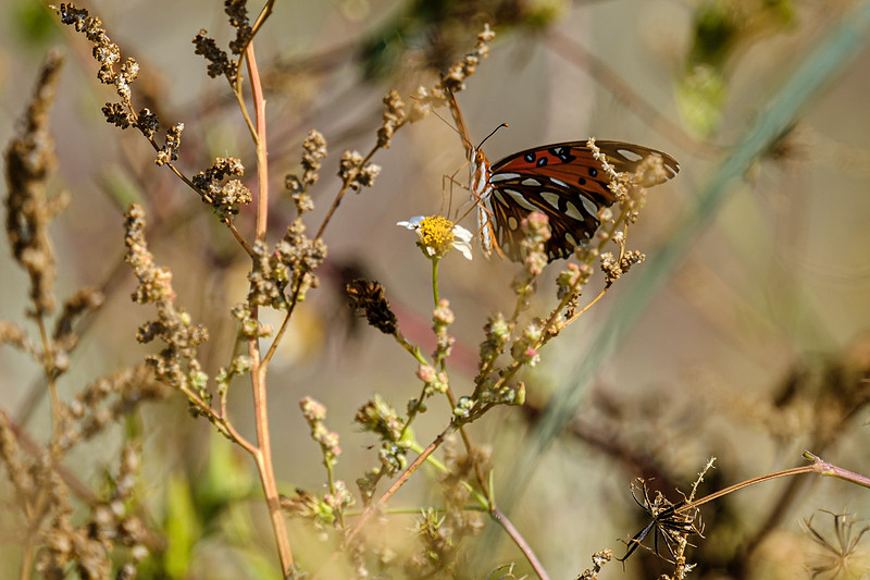 Gulf Fritillary Butterfly
