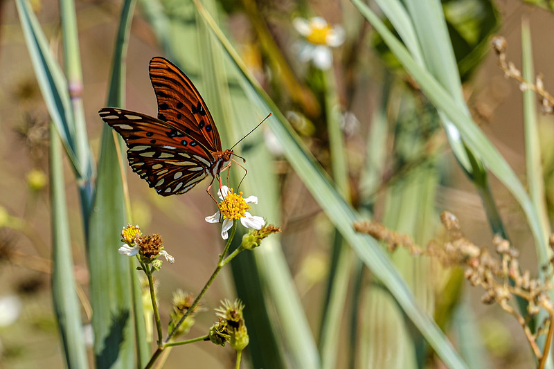 Gulf Fritillary Butterfly