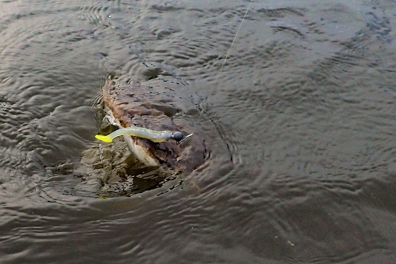 Flounder Fishing