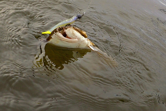 Flounder Fishing