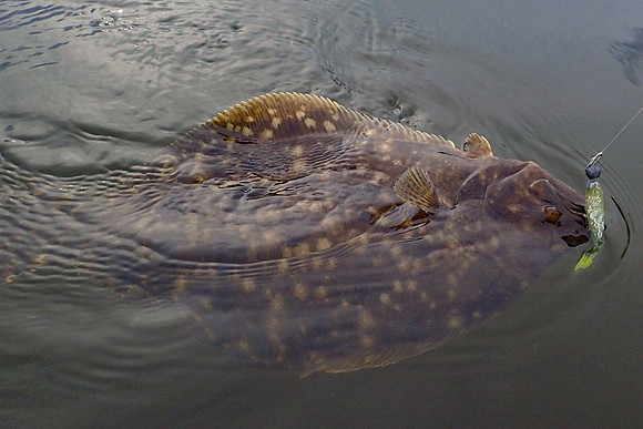 Flounder Fishing