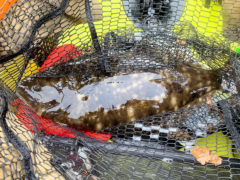 Flounder Fishing