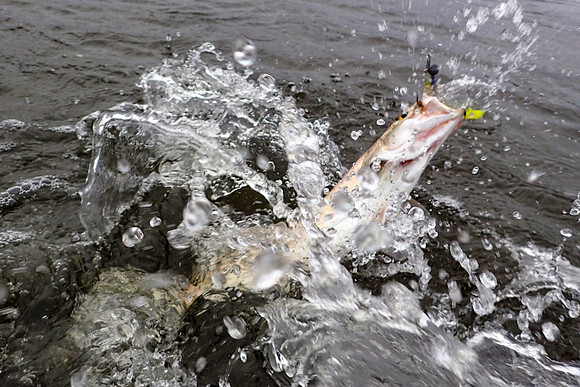 Speckled Trout Fishing