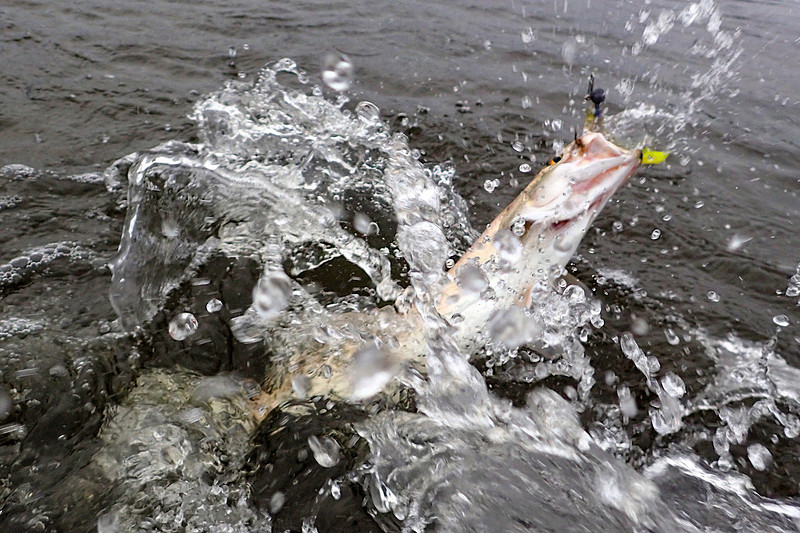 Speckled Trout Fishing