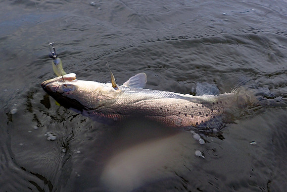 Speckled Trout Fishing