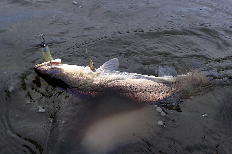 Speckled Trout Fishing