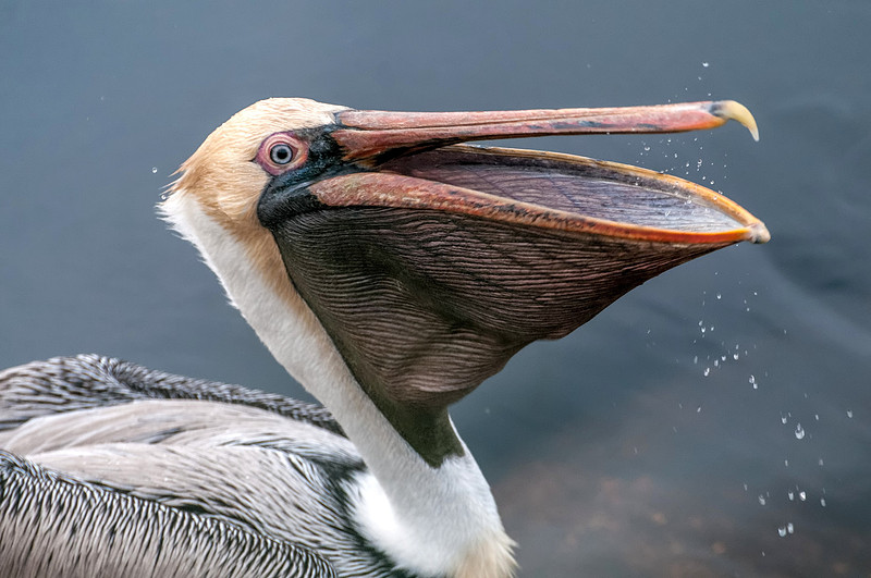 Gulf Shores Brown Pelican Photography