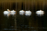 Mobile Alabama Photographer