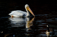 Mobile Alabama Photographer