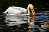 Mobile Alabama Photographer