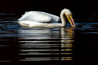 Mobile Alabama Photographer