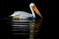 Mobile Alabama Photographer