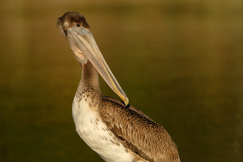 Immature Brown Pelican on the Causeway