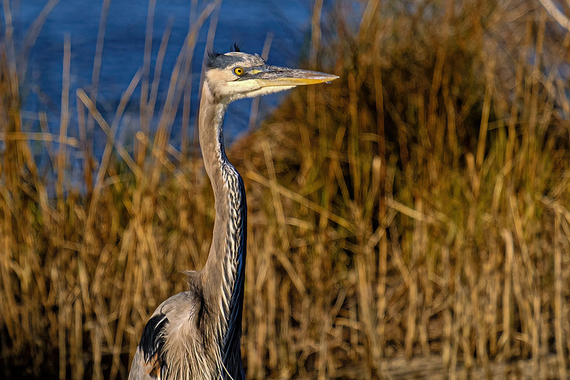 Great Blue Heron in Perdido Key