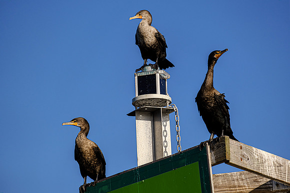 Cormorants in Perdido Key