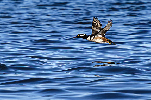 Hooded Marganser in Perdido Key