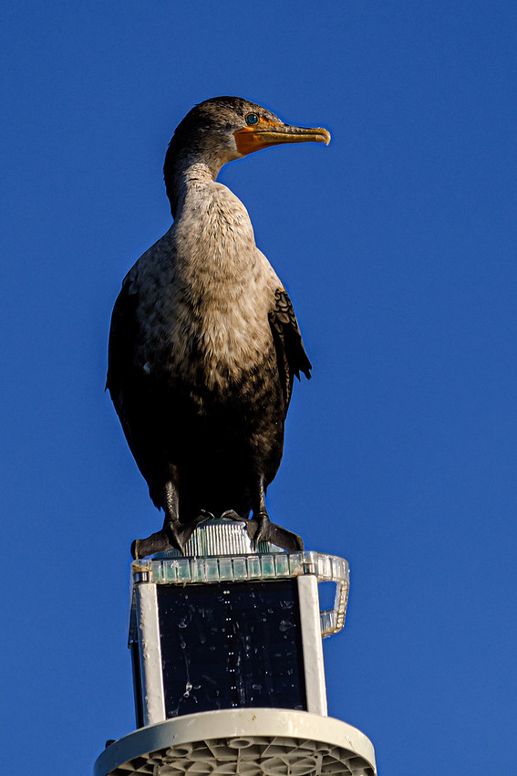 Cormorants in Perdido Key
