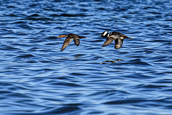 Hooded Marganser in Perdido Key