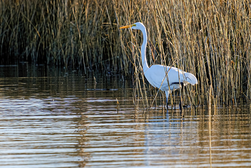 Great egret in Perdido Key