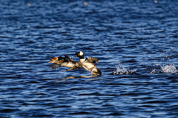 Hooded Marganser in Perdido Key