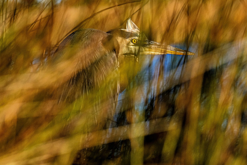 Great Blue Heron in Perdido Key