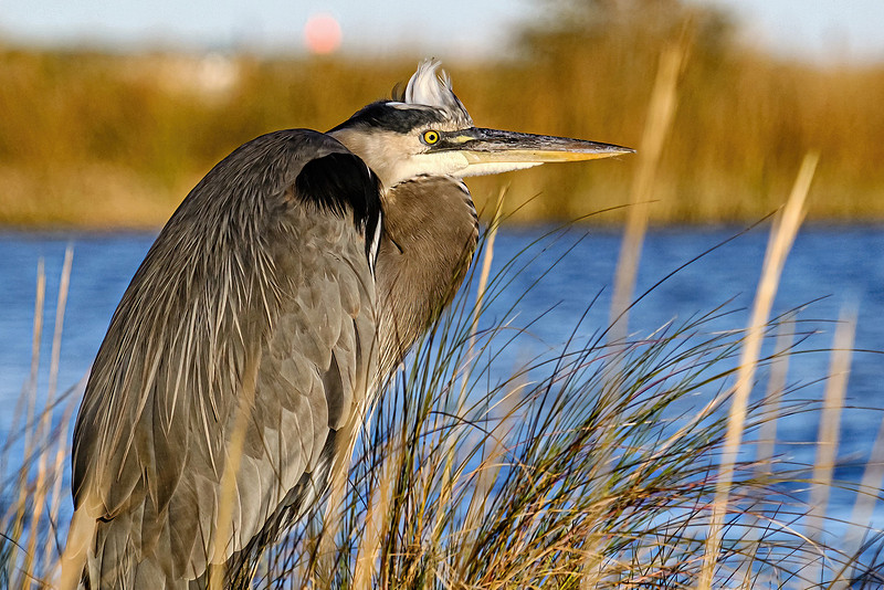 Great Blue Heron in Perdido Key
