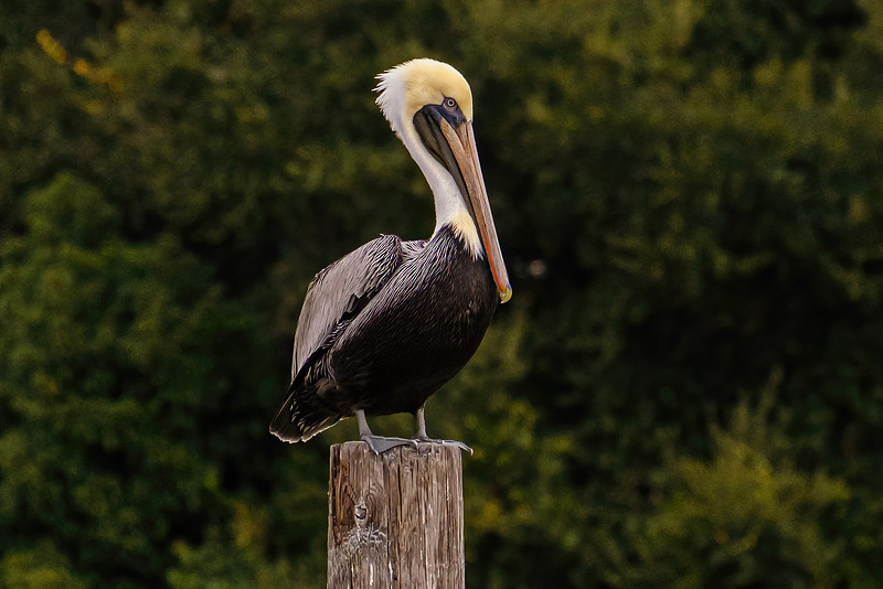 Brown Pelican in Fly Creek